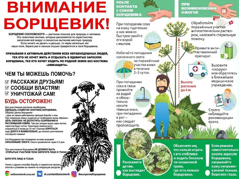 Памятка для населения "Внимание борщевик".